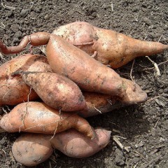 Familias Unidas: Venta de batatas