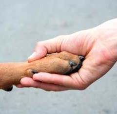 Un perro para cada hogar