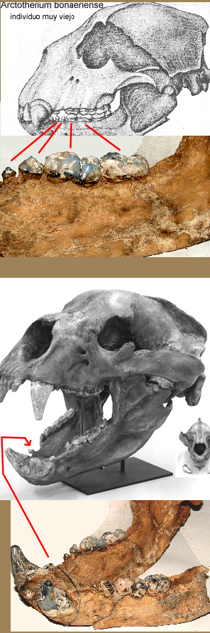 OSO-Mandibula..comparacion.jpg