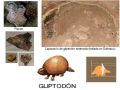1-Gliptodon.jpg