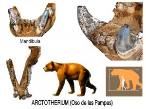 8-Arctotherium.jpg