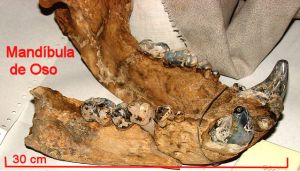 OSO-Mandibula...jpg